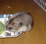 蕎麦の実をあさっているユウキです。