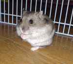 乾燥パパイヤを食べ終わった直後