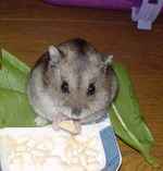 カメラ目線で、高野豆腐です。