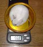 アイはちょっと体重が減っています。