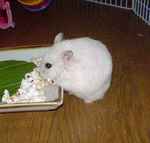 コメコメを食べてます。