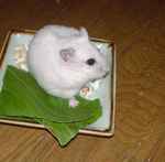 青梗菜の上をのしのし歩くアイ