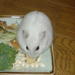 高野豆腐にかじりついてるアイ