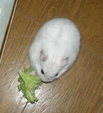 ブロッコリーを引っ張り出して齧りついています