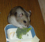 ブロッコリーに食いついてるユウキ