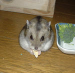 またまたカメラ目線で、食べています