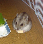 高野豆腐を食べています。