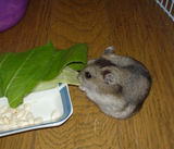 キャベツうまうま