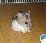 乾燥パイナップルをあげています。