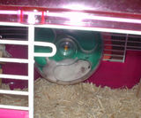 回し車カジカジから戻るところ