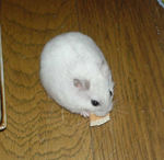 ハム用チーズを食べています。