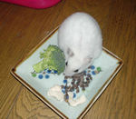 蕎麦の実をあさるアイ