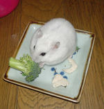 ささみよりブロッコリー