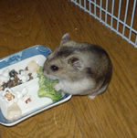 まずは、ブロッコリーに齧りつくユウキ