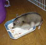 延びながら蕎麦の実をあさっています。