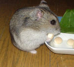 かぼちゃボーロを食べています