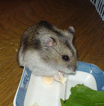 豆腐をおいしそうに食べているユウキ