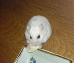 アイも豆腐を食べてるよ