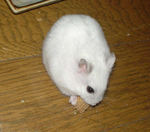 かじりんぼーを食べてるアイ