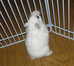 お尻が大きいアイ