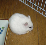 高野豆腐を食べるアイ