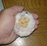 腹出し中のアイ。お尻の辺りがはげてます