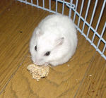 粟の穂を落として、拾いにいっています。