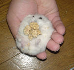 もう一回、腹出し食いをしてもらいました。