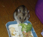 ブロッコリーに食いついているユウキ