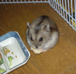 高野豆腐を食べるユウキ