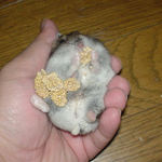 腹出し食い中のユウキ。臭腺が濡れています。