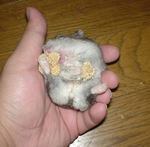 もはや、どういう格好になっているのか、訳わかりません