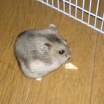 高野豆腐を食べています。