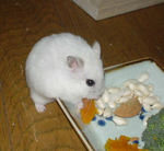 アイもかぼちゃを食べています