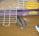 しんのすけくん初登場