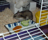 ケージに戻ってウロウロ