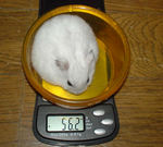 アイの体重は微減でした