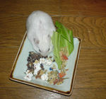 蕎麦の実を詰め込んでいるアイ