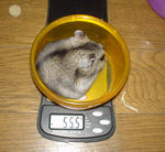 ユウキも体重減でした