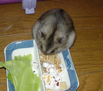 蕎麦の実などをあさっているユウキ