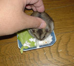 撫でられても平気