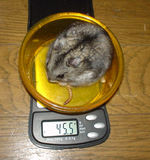 しんのすけくんは軽いんです