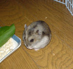 コメコメコップを食べているユウキです