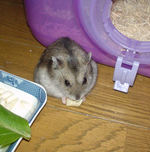 ハム用チーズを食べてるユウキ