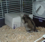 巣箱に戻ろうとしている、しんのすけくんの後姿