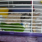 ハム用チーズを食べているしんのすけくん