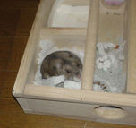 眠そうに見上げるユウキ