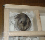 ウトウトしてきています