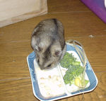 蕎麦の実をあさるユウキ