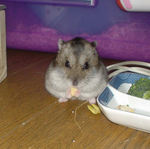 豆もやしを食べるユウキ